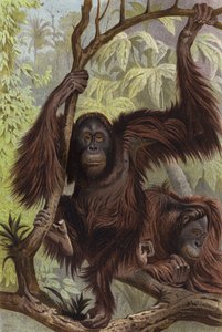 Orangutang af European School